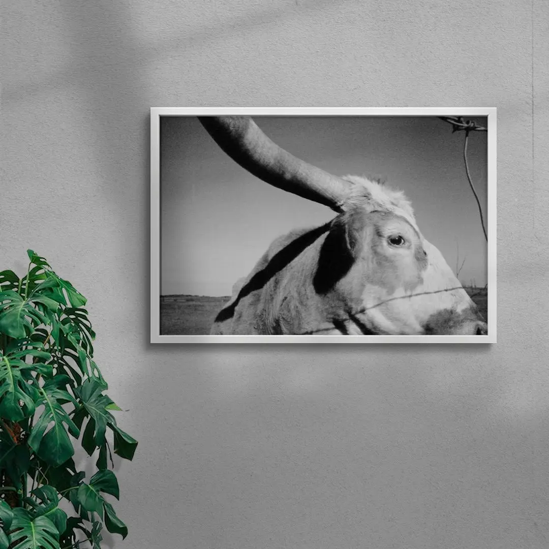 Longhorn Gaze - Image 5