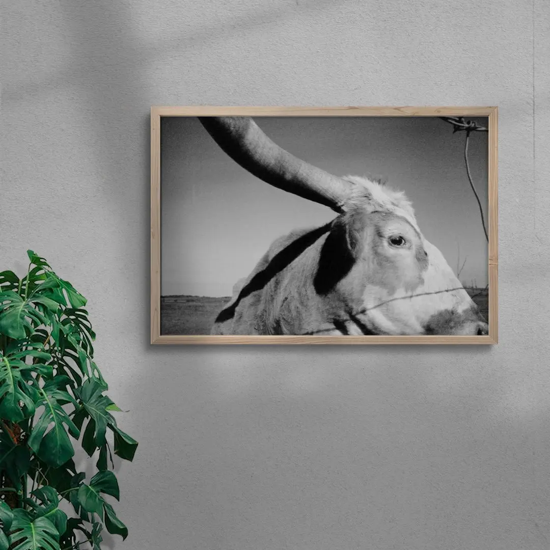 Longhorn Gaze - Image 6