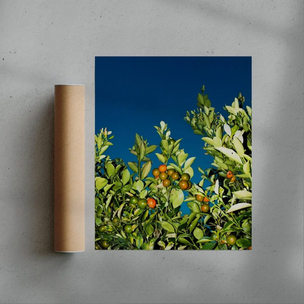 MANDARINE - Image 3