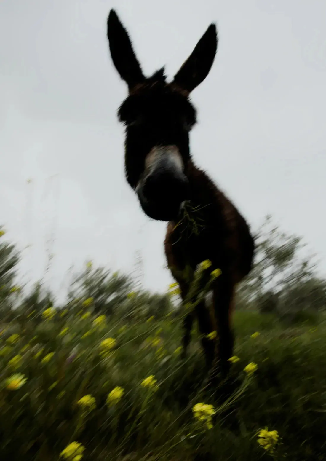 Morning Donkey - Image 2
