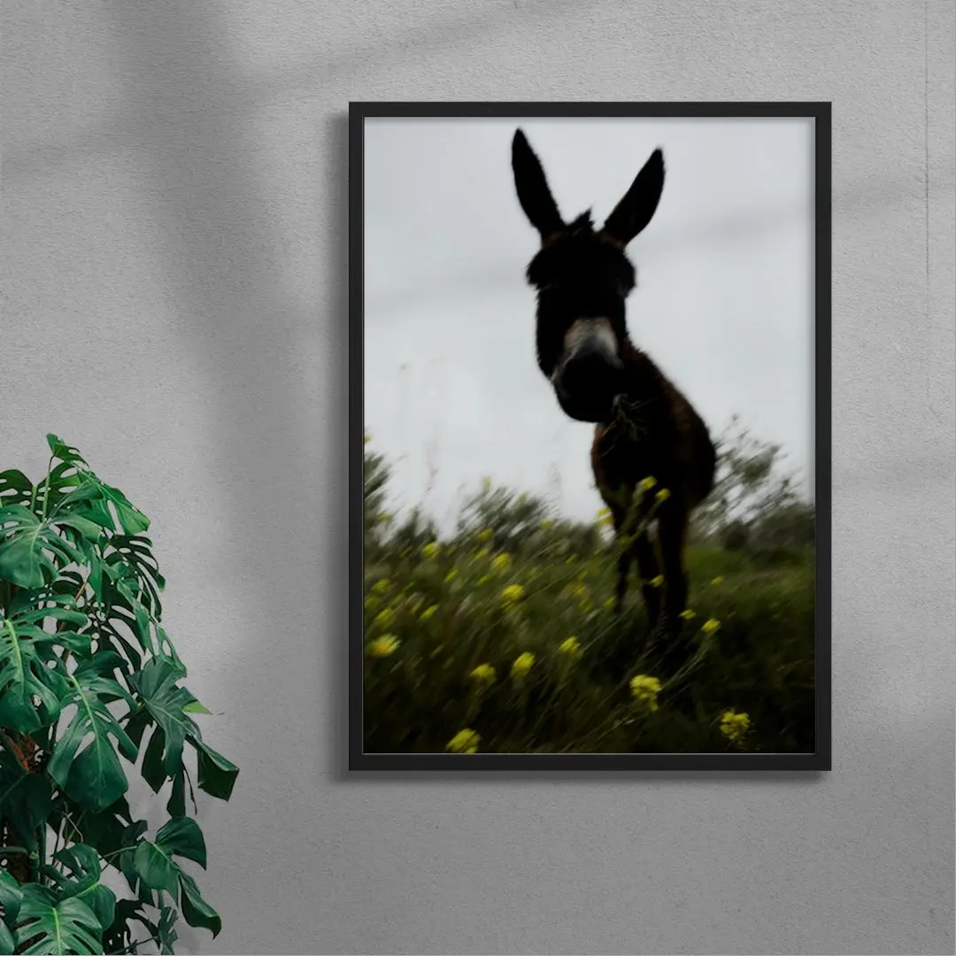 Morning Donkey - Image 4