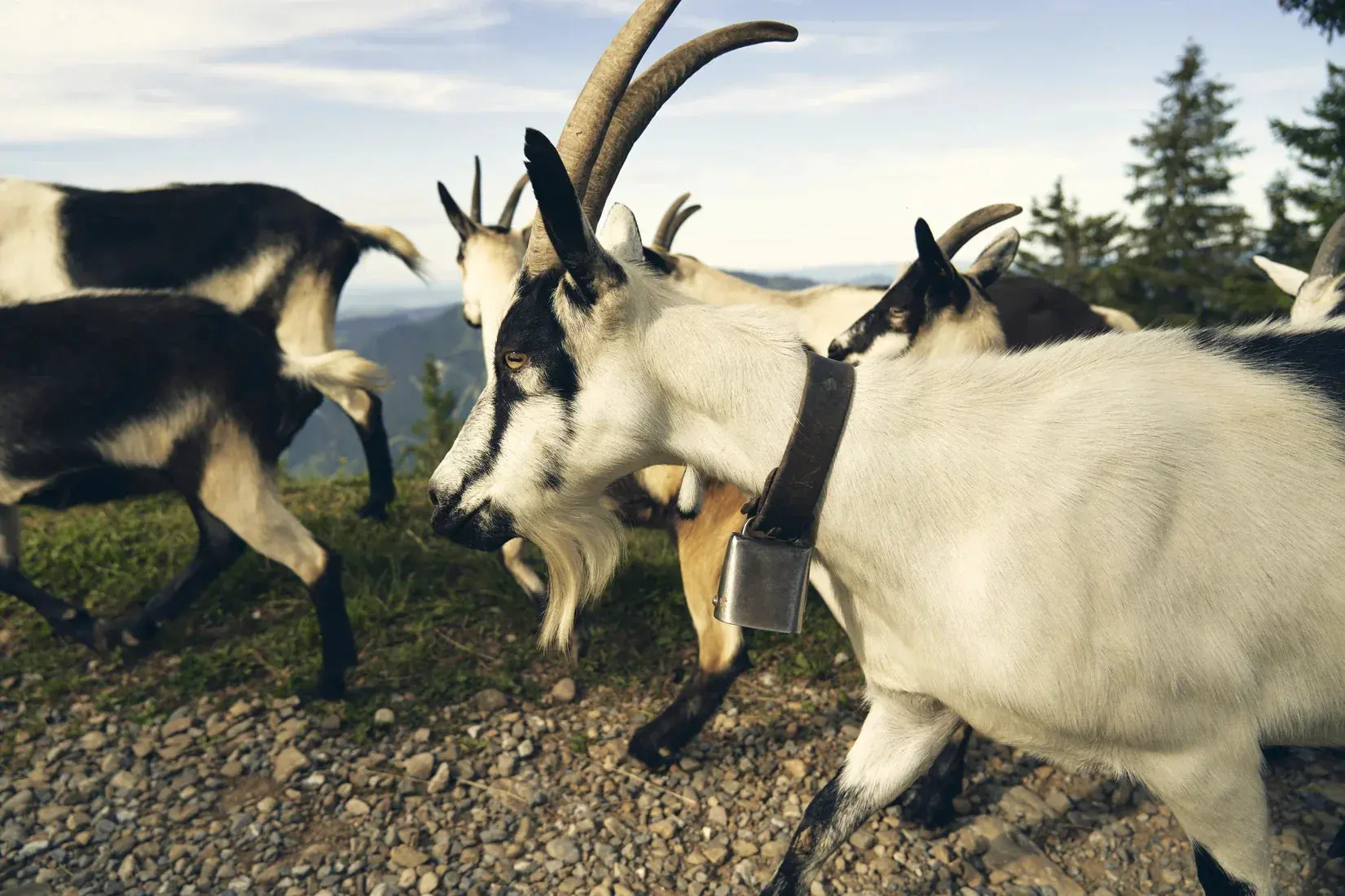 Mountain Herd - Image 2