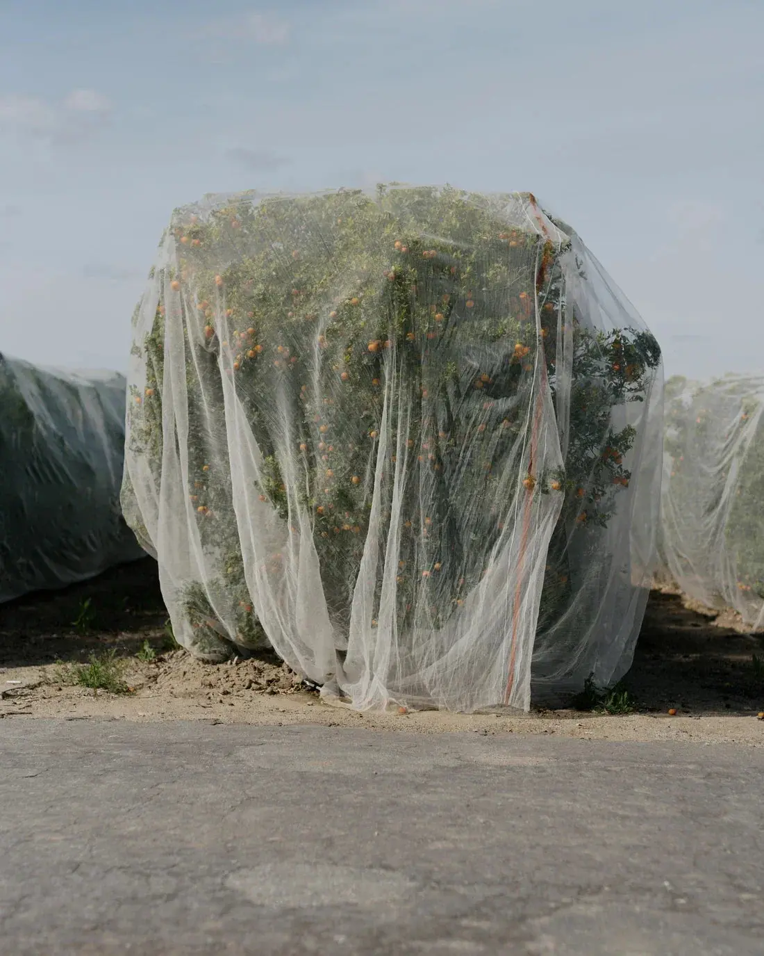 Netted - Image 2
