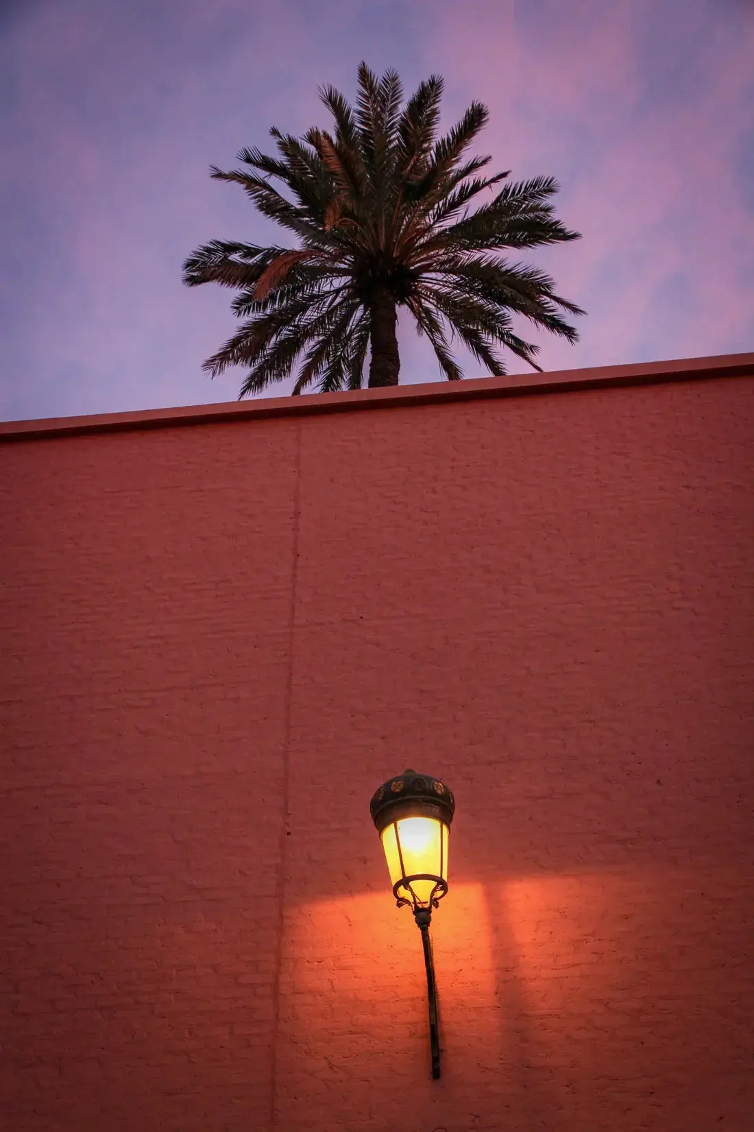Night Palm - Image 2