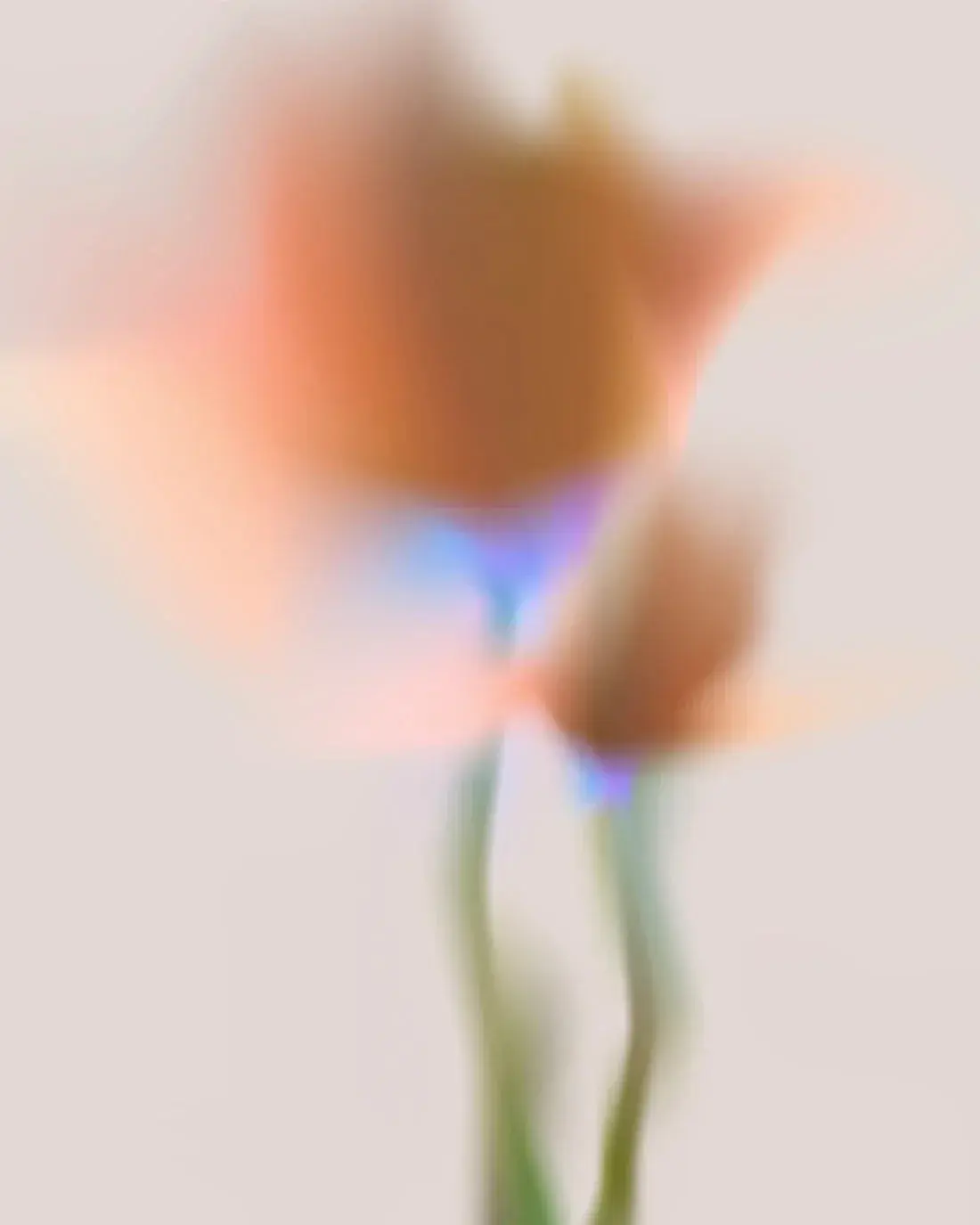 Orange Flower - Image 2