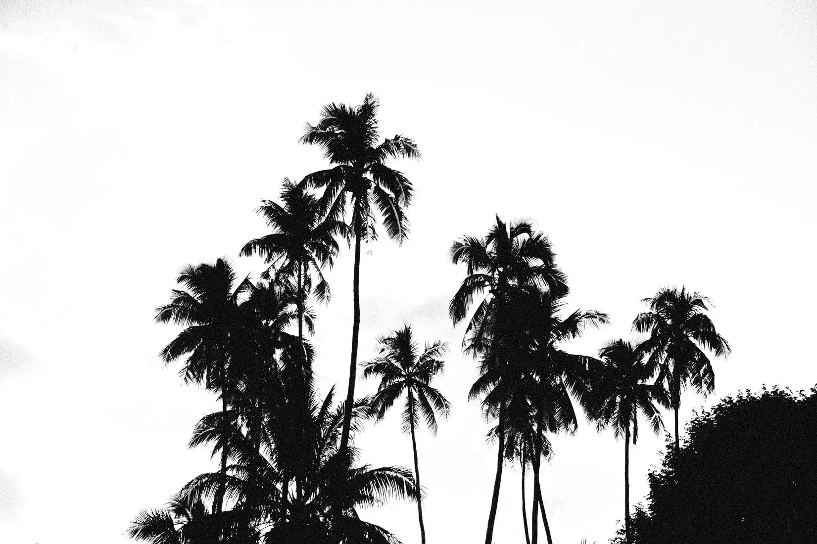 Palm Silhouettes - Image 2