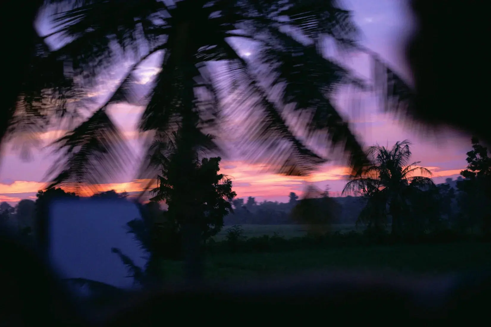 Palm Twilight - Image 2