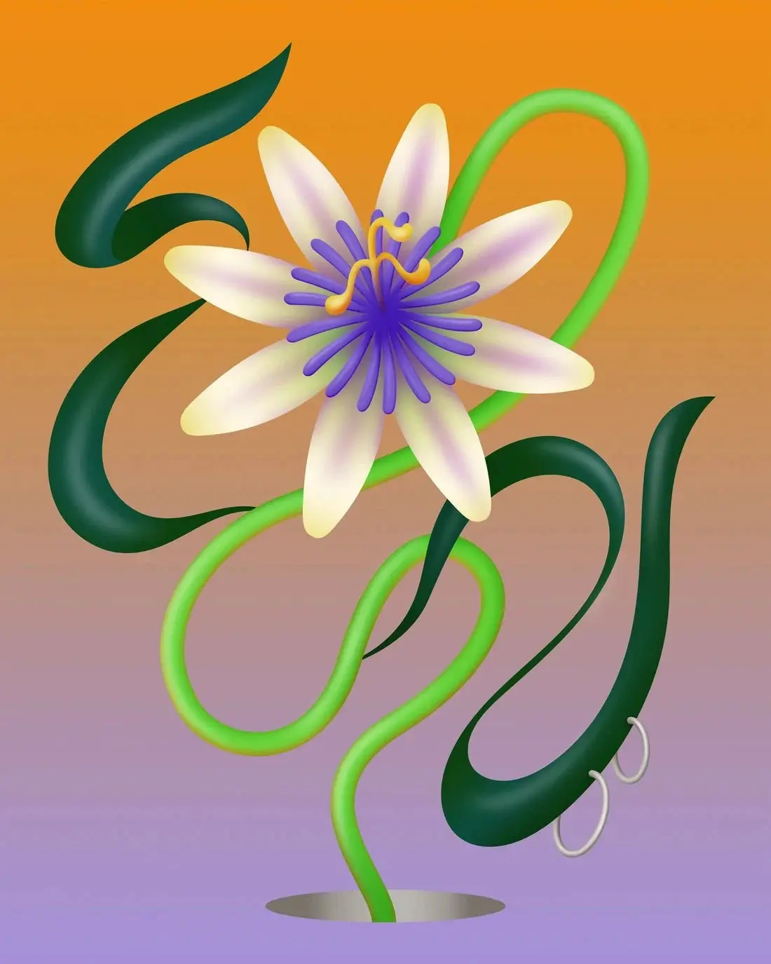 Passiflore - Image 2