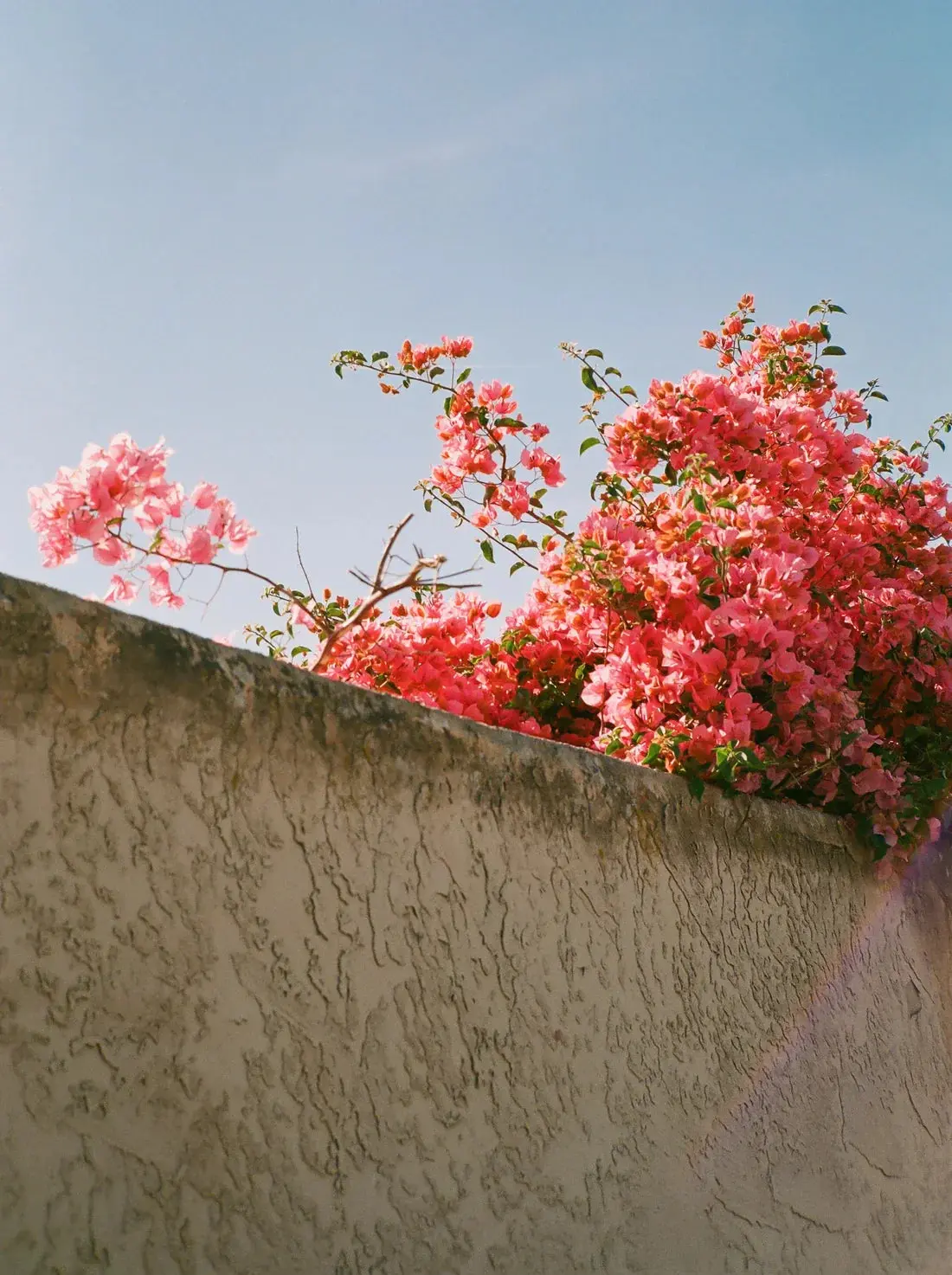 Pink Bloom - Image 2