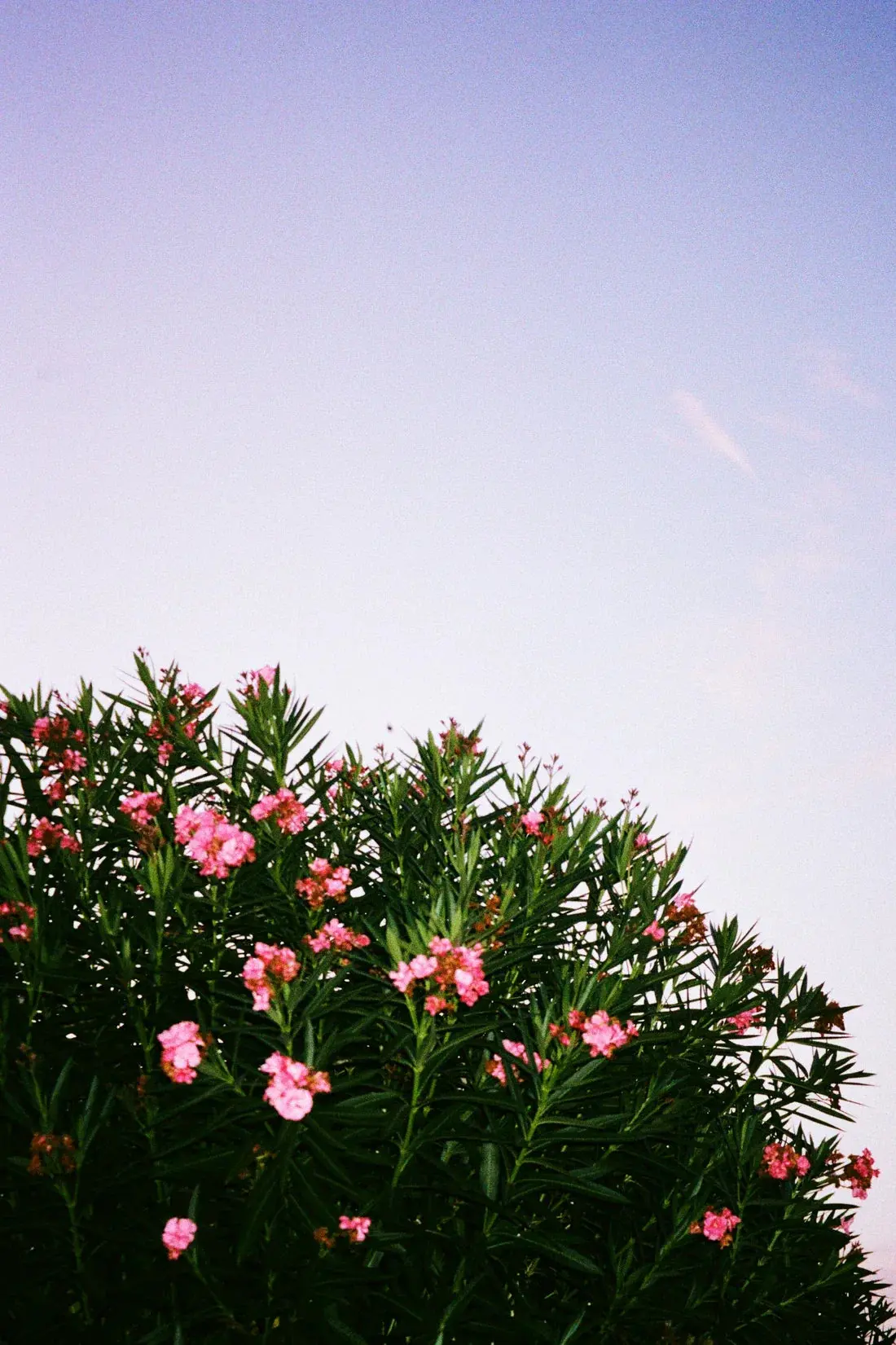 Pink Blossoms - Image 2