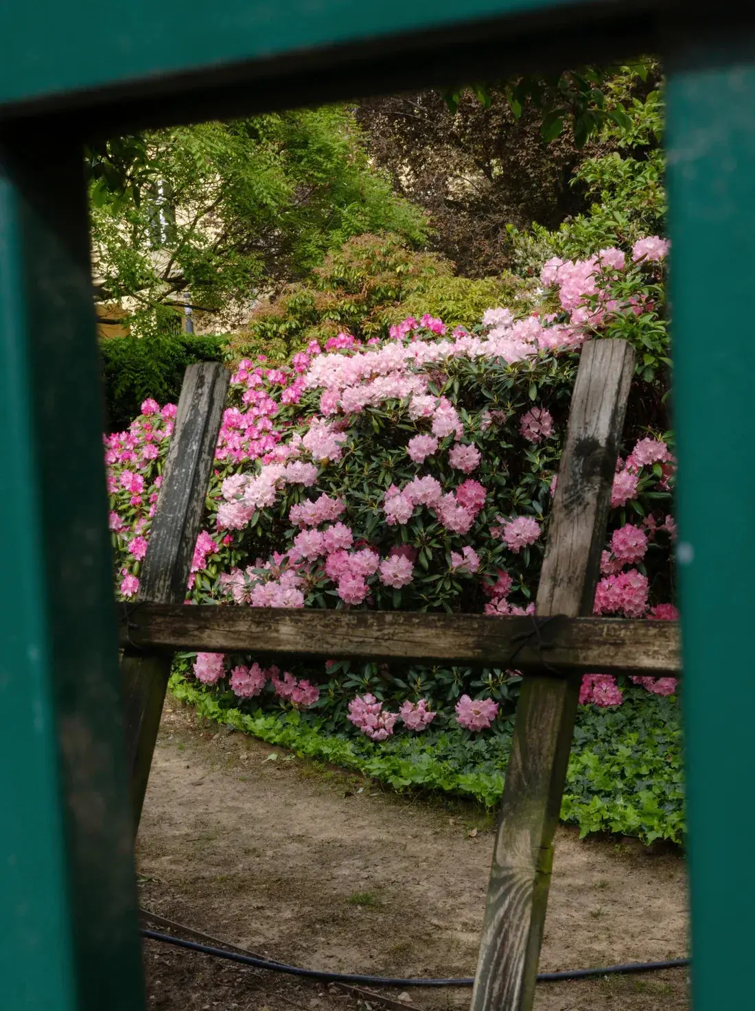 Pink Rhododendrons - Image 2