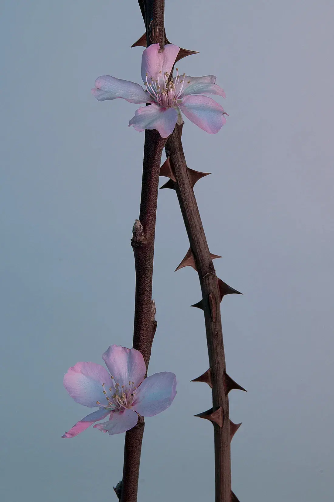 Pink thorns - Image 2