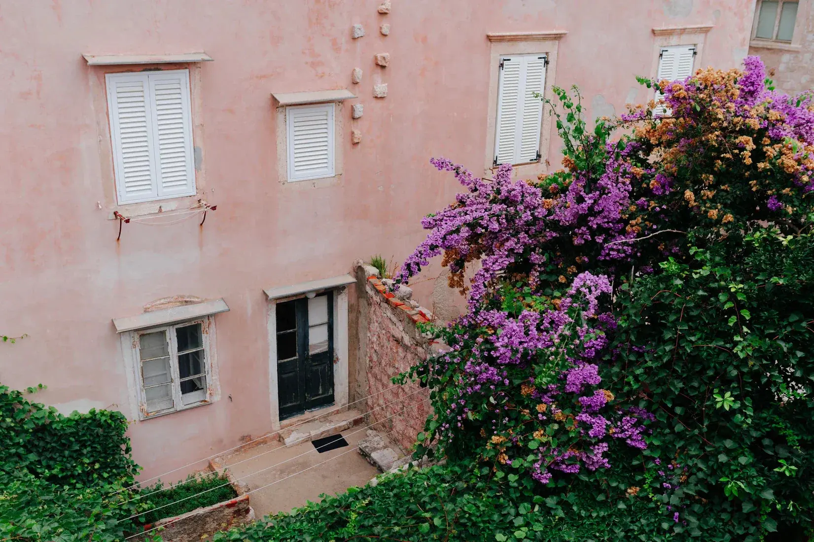 Pink Wall Bougainvillea - Image 2