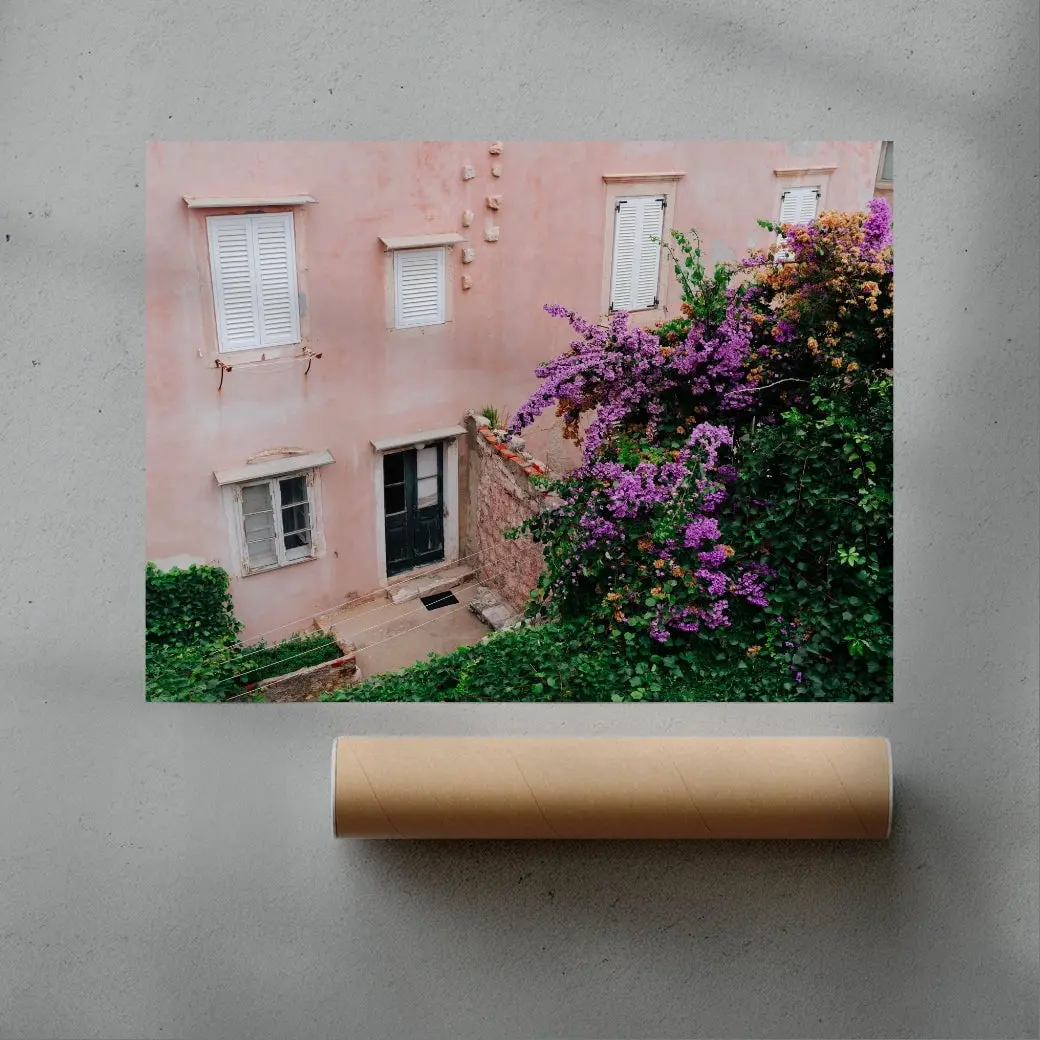Pink Wall Bougainvillea - Image 3