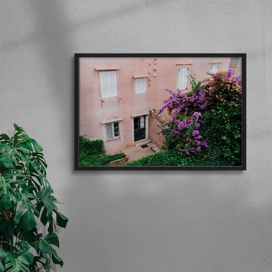 Pink Wall Bougainvillea - Image 4