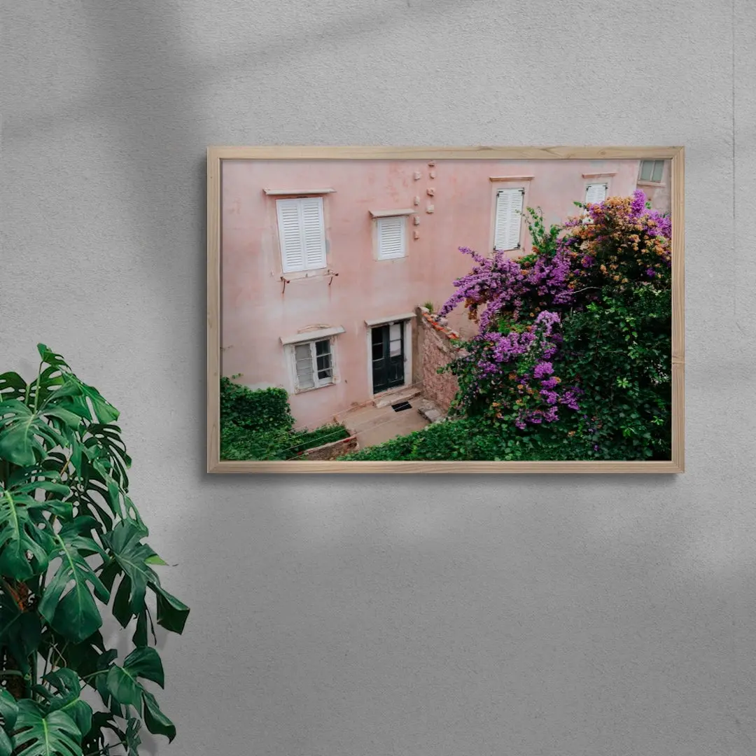 Pink Wall Bougainvillea - Image 6