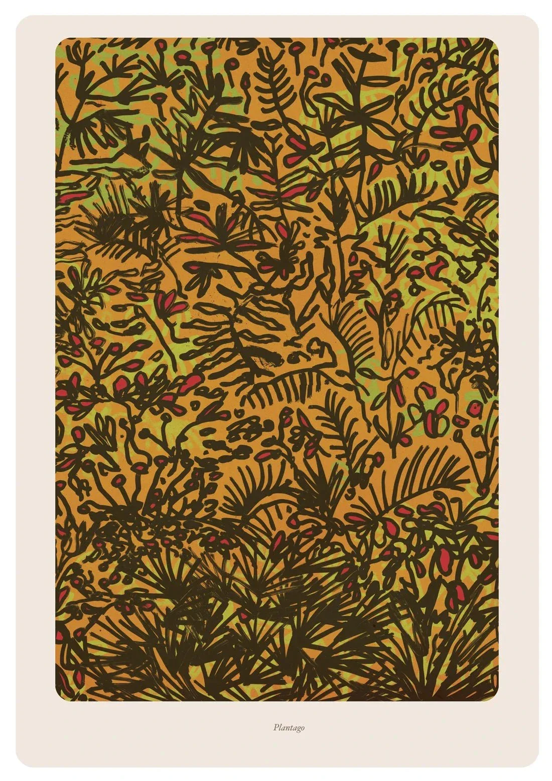 Plantago - Image 2