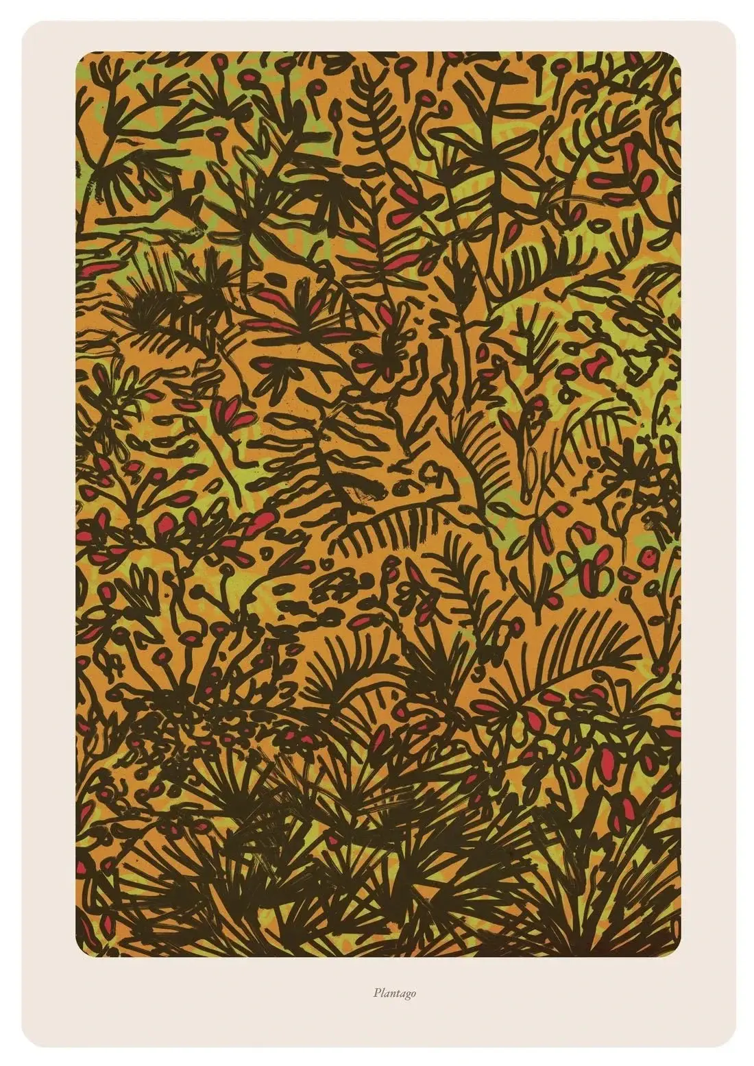 Plantago - Image 2