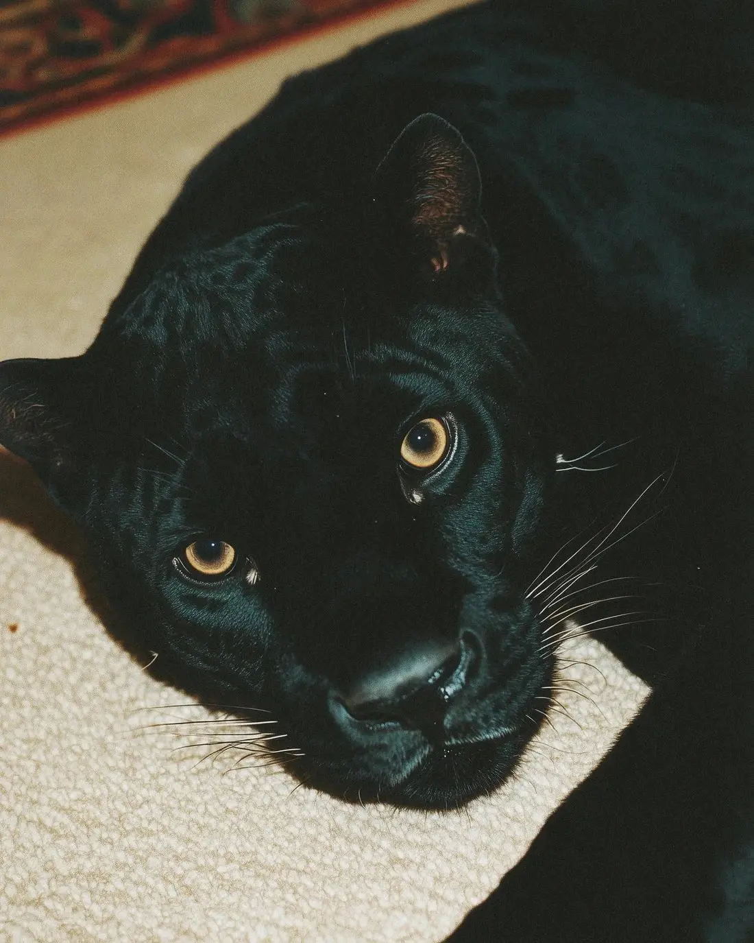 PROTECTOR - Image 2