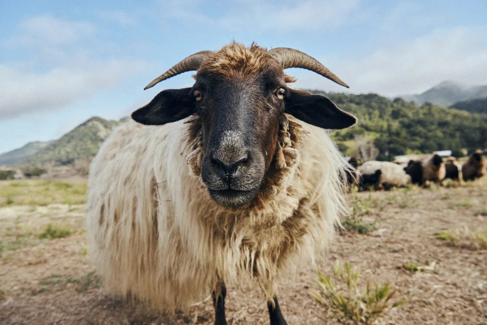 Ram Up Close - Image 2