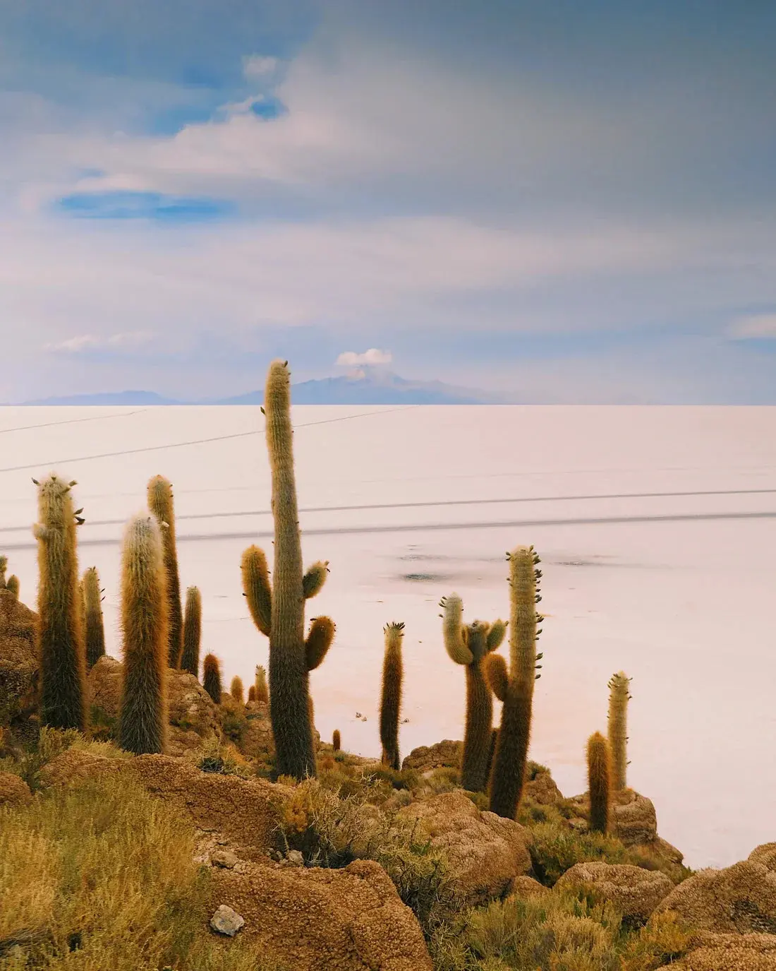 Salty Cacti - Image 2