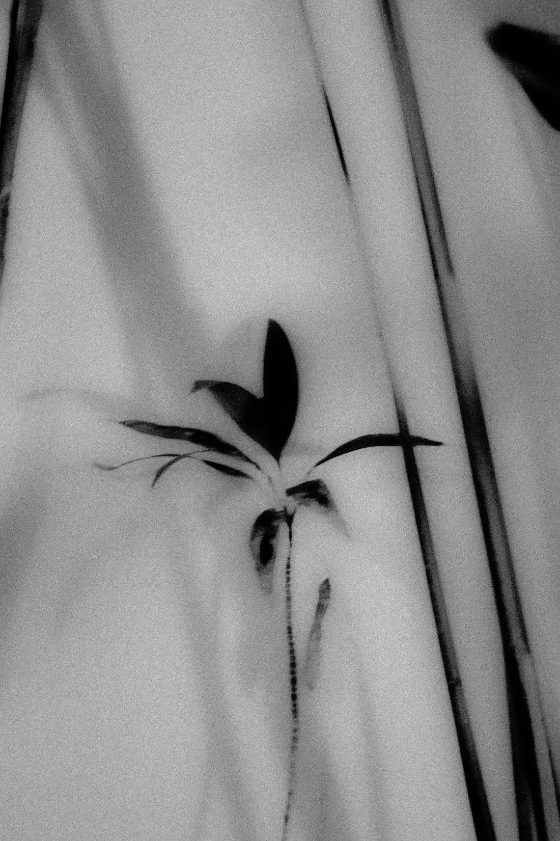 Silhouetted Plant - Image 2