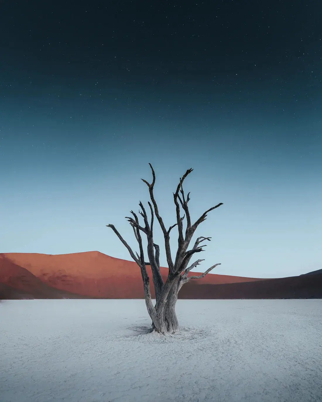 Skeleton Tree - Image 2