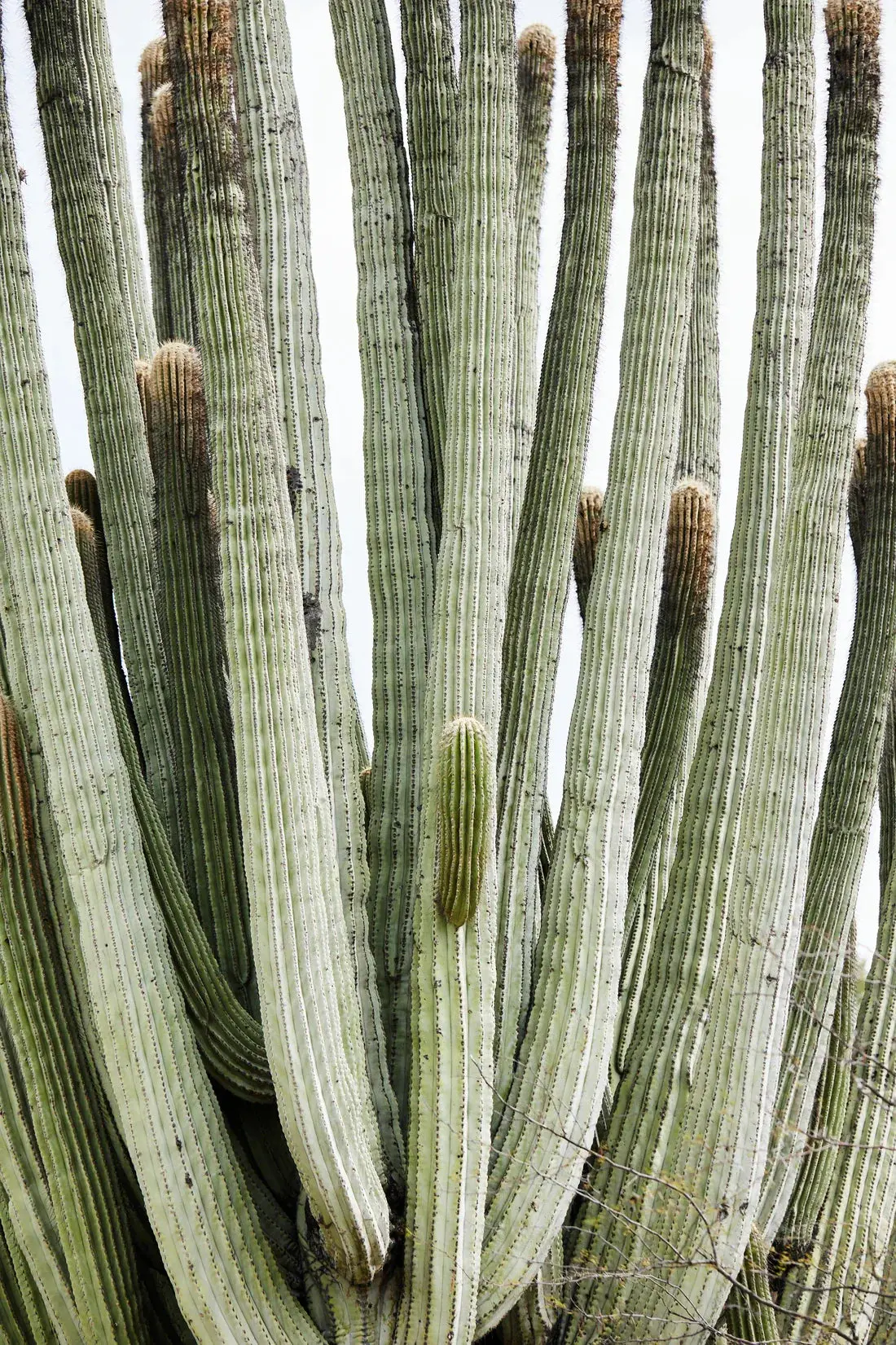 Spike - Image 2