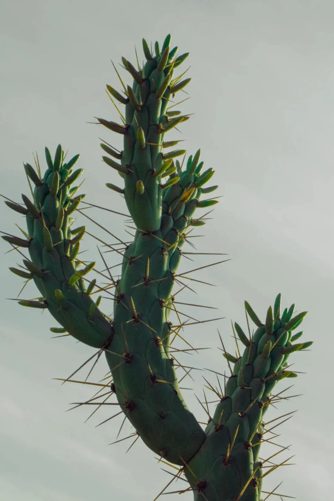 Spines - Image 2