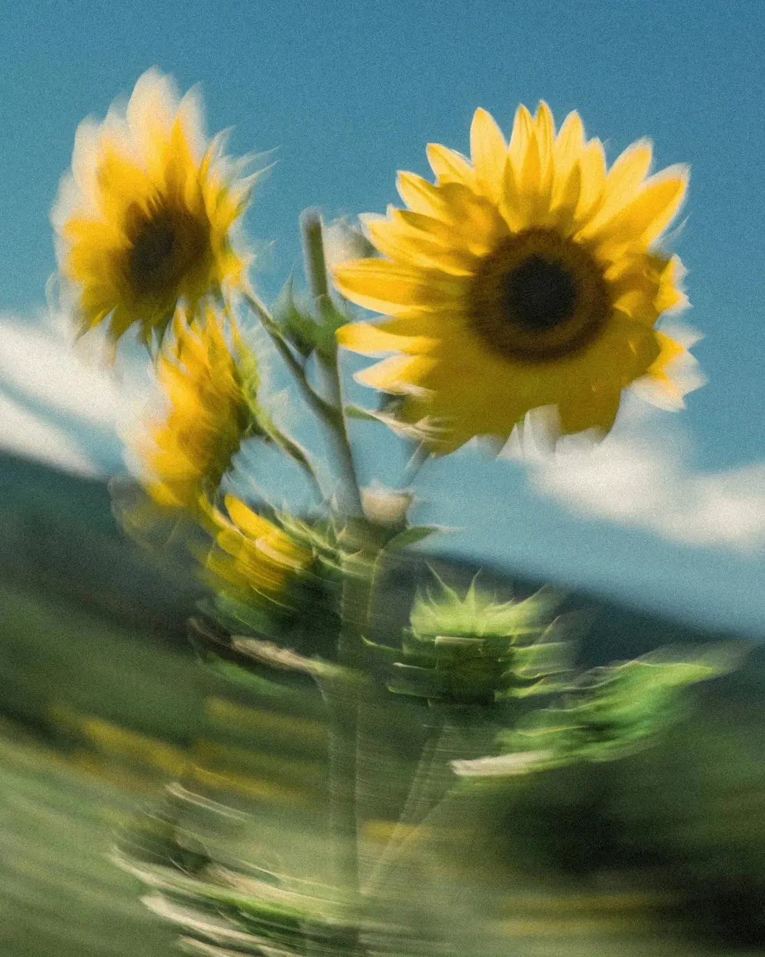 Sunflower Sway - Image 2
