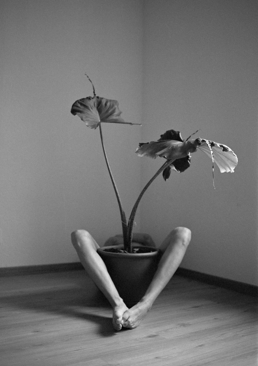 Symbiosis No. 2 - Image 2