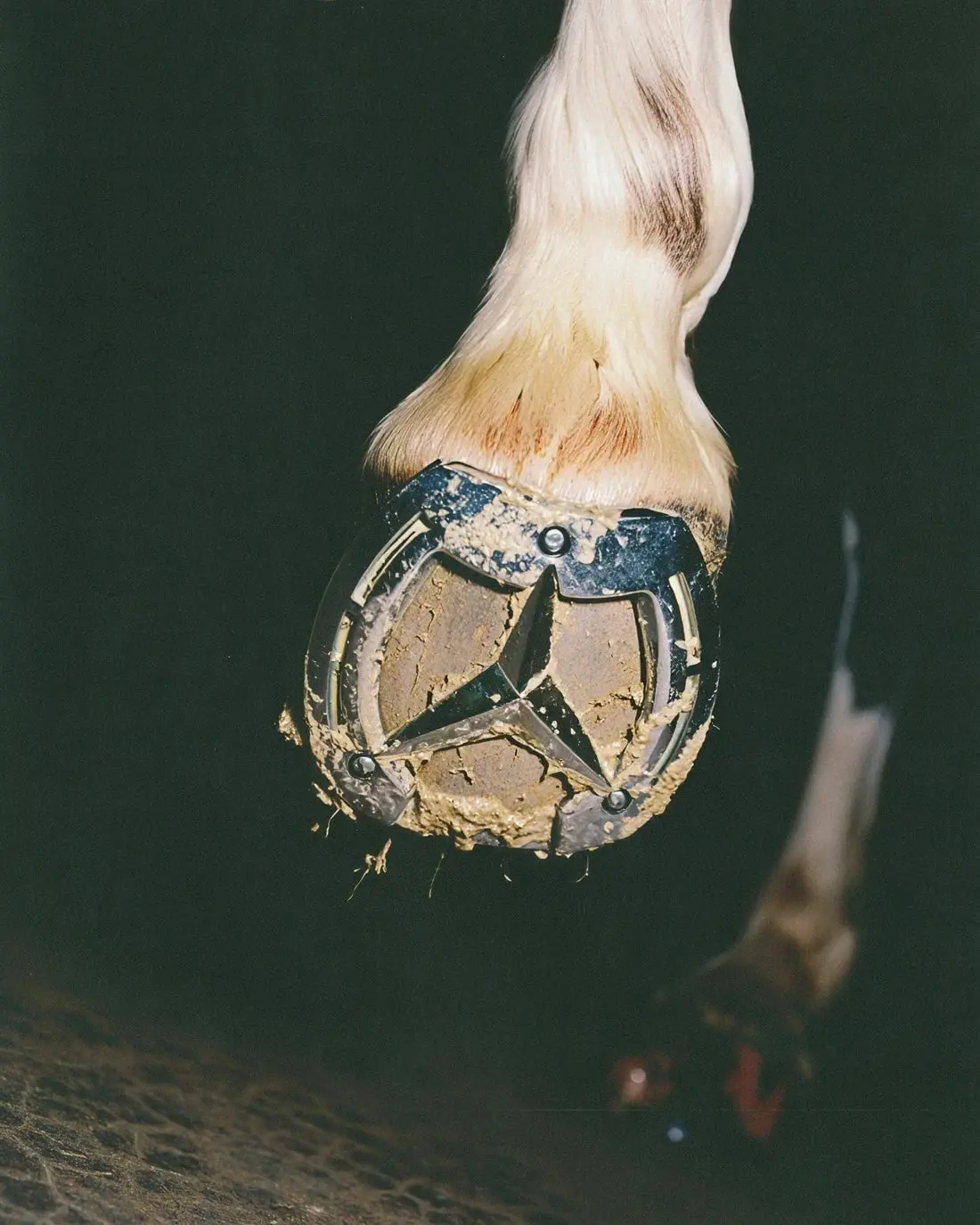 THE HORSE - Image 2