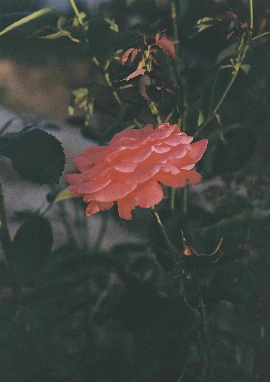 Thorn - Image 2