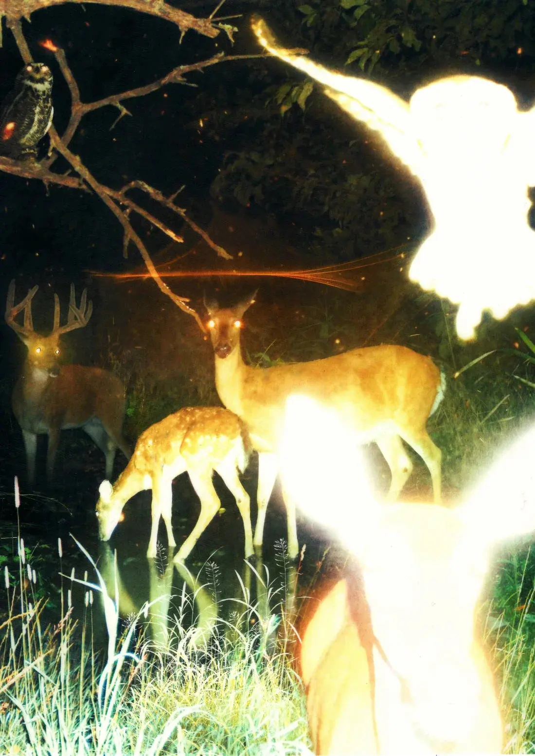 Trail Cam - Image 2