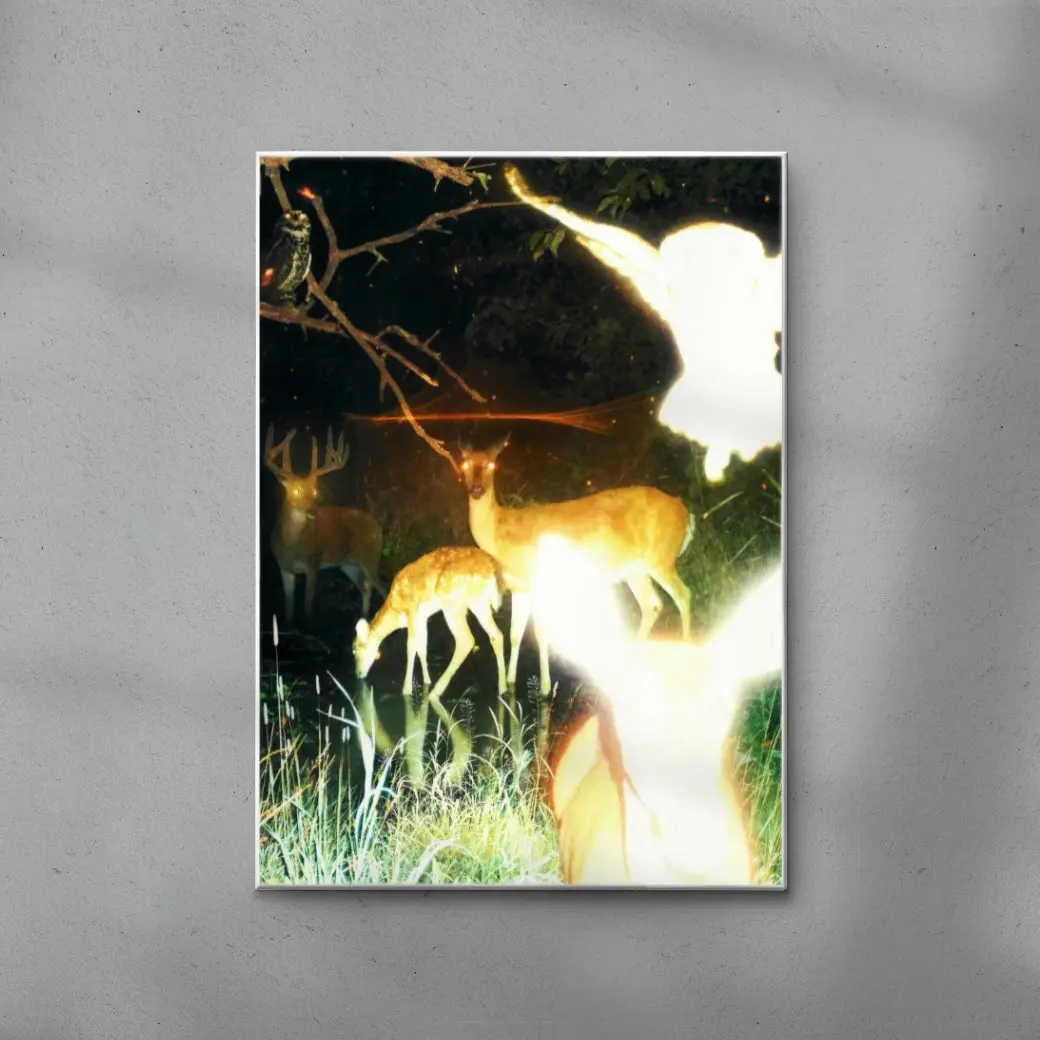 Trail Cam - Image 3