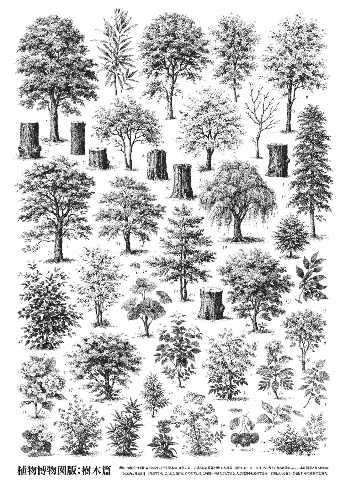 Whispers of the Woodland - Image 2