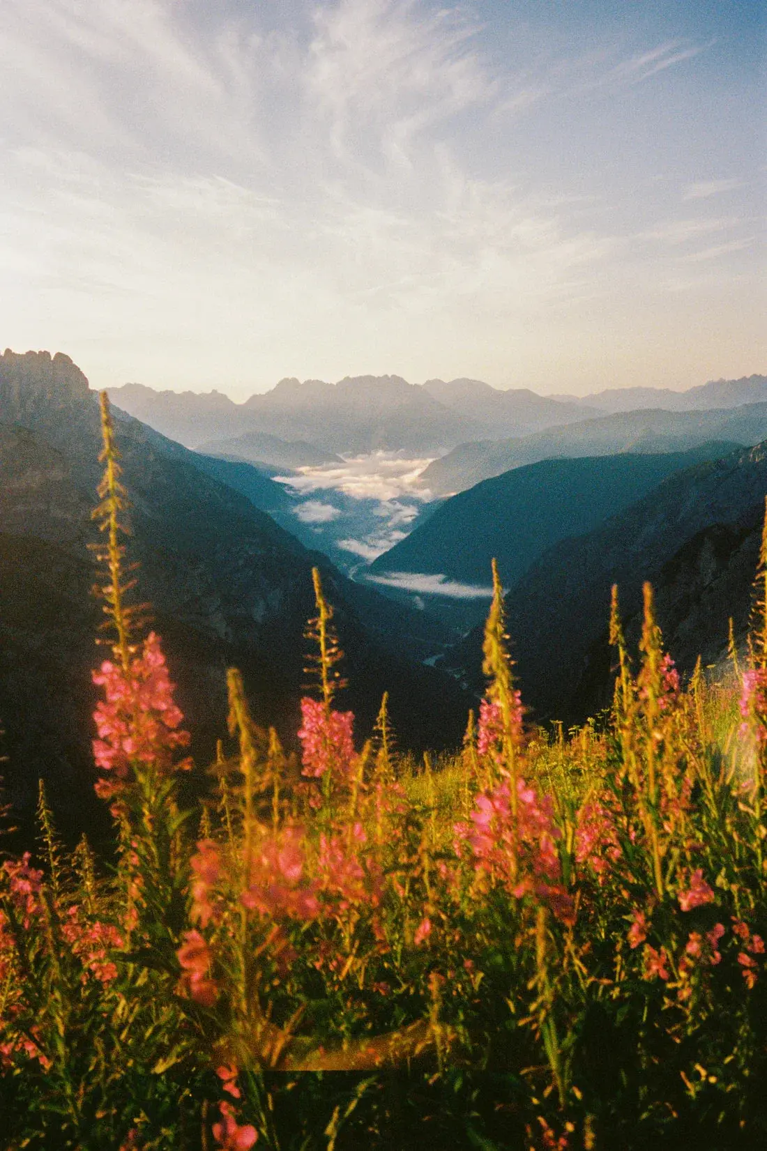 Wildflower - Image 2