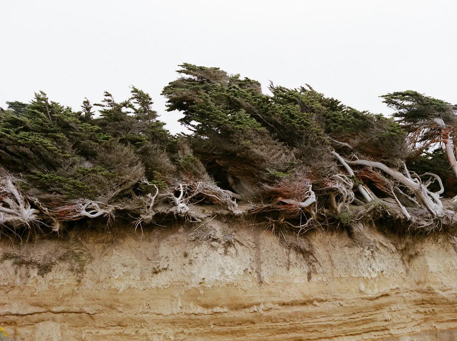 Windblown Trees - Image 2