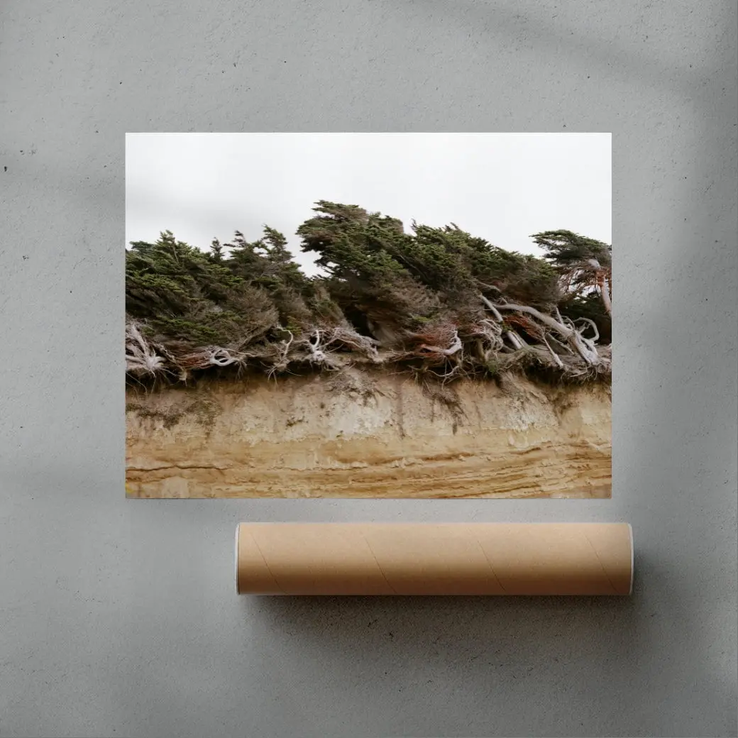 Windblown Trees - Image 3