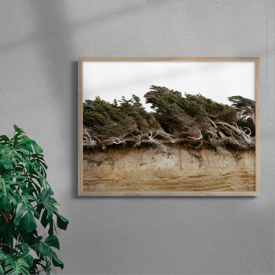 Windblown Trees - Image 6